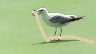 PGA video