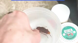Cockroach's life in danger