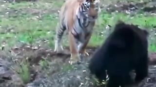 Bear attack tiger