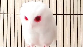 beautiful owl