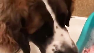 Dog protects baby from bath