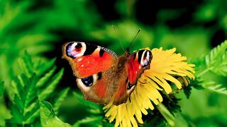 #5Butterfly