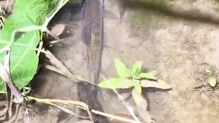 Fishes in the fresh water
