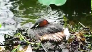 Mom bird hatching her eggs