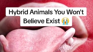 Animals You won´t Believe Exist