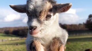 Video kambing lucu