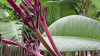 WHAT IS THIS PLANT CALLED IN YOUR REGION?