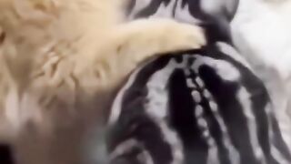 Kucing