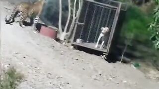 Animal world dogs
