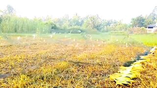 Shikari bard_s - _Facebook _viralvideo _viral _fyp _viralvideo _fy _birds