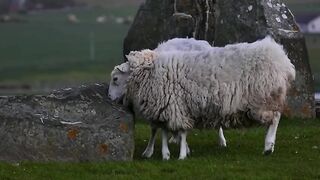 Le mouton