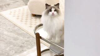 new funny cat video