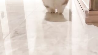 new cute cat
