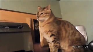 Funny Cats Compilation