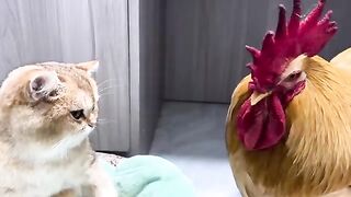 The rooster and the hen were stunned on the spot!  The gentle kitten takes good care of the chicks????