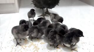 The hen was surprised! Kittens know how to take care of chicks better than chickens It's cute