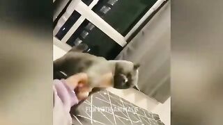 Funny ???? New Animals Funniest ???????? Cat and Dog Videos