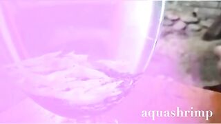 Udang hias aquascape