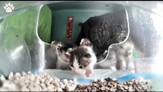 The Adorable Kitten Gang ????????????????
