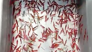 Udang hias aquascape