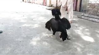 The feather of a duck