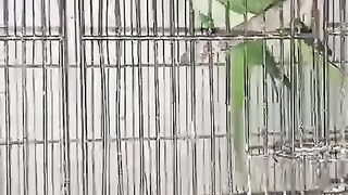 The beautiful parrot in incarcination