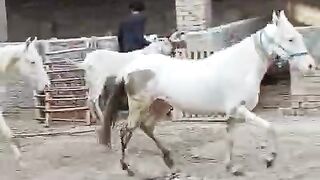Two horses