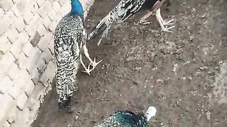 Worthy birds