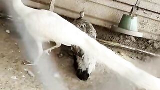 White horse or peacock