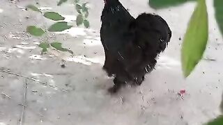 Black hen ll black hen