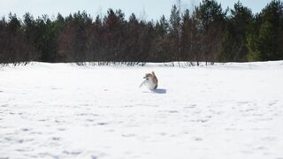 #Dog Animal world