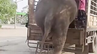 To elephant