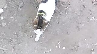 Nemo follow go to school
