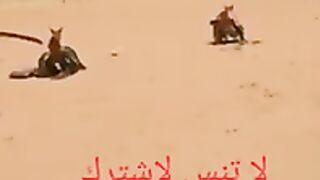 عشاق البدو