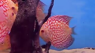 Discus