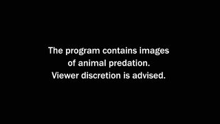 animal video#khan