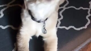 Funnydogs