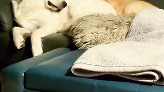 Funnydogs