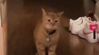Cats different voices and reactions