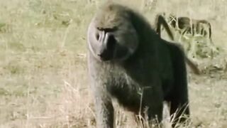 animal video