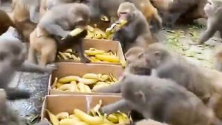 While eating with monkeys
