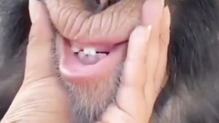 Cute monkey