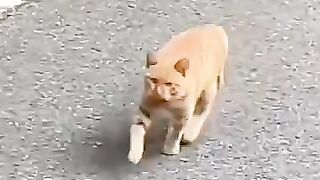 the cat is very cute