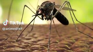 Lifecycle of Malaria new infomation video 2024