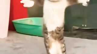 dancing cat