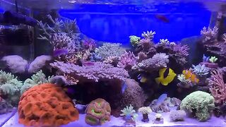 Aquarium hobby