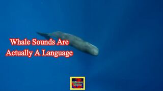 Study finds that whale sounds are actually a language