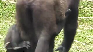monkeys with their harmonious family