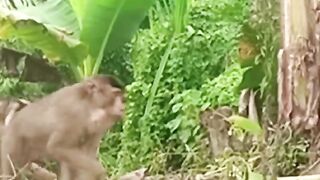 Monkey trap