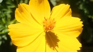 FLOWER 30025,United States, Canada, Australia, UK